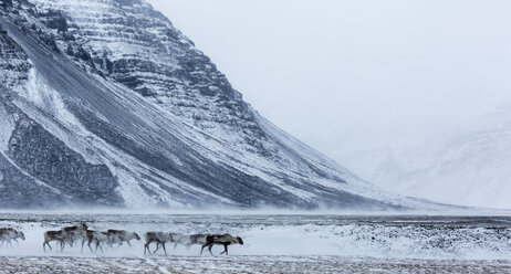 A herd of reindeer in a winter landscape - AURF04497