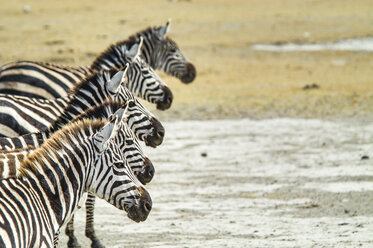 Ein Grevy's Zebra im Ngorongoro-Krater, Tansania - AURF04509