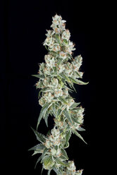 Diese Blüte von OG Tahoe ist eine beliebte Cannabissorte, die für ihre schmerzlindernde und beruhigende Wirkung bekannt ist. - AURF04511