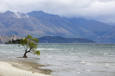 Ein Baum im Lake Wanaka, Neuseeland - AURF04542