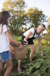 Eine Mutter und eine Tochter sammeln Gemüse im Korb aus ihrem Garten - AURF04554
