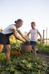 Eine Mutter und eine Tochter sammeln Gemüse im Korb aus ihrem Garten - AURF04556