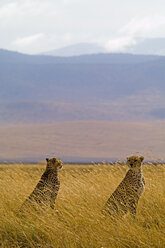 Ein Paar männlicher Geparden im Ngorongoro-Nationalpark, Tansania - AURF04569