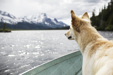 Ein Schlittenhunde-Mischling genießt die Brise auf einer Bootsfahrt auf dem Lower Paradise Lake auf der Kenai-Halbinsel im Chugach National Forest in Alaska - AURF04572