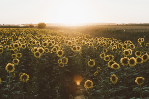Field of blooming sunflowers at sunrise stock photo