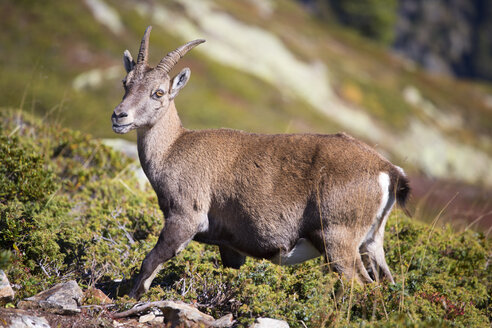 Ein junger Steinbock (bouquetin) in den Aiguilles Rouges, einem Naturpark oberhalb von Chamonix. - AURF04588