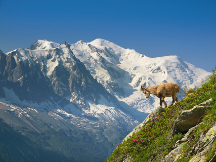 A young ibex, or mountain goat, in front of the Mont Blanc. - AURF04591