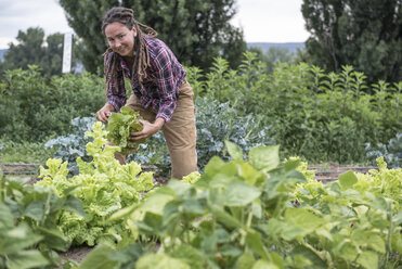 A woman harvests celery at an organic farm in Washington State. - AURF04675