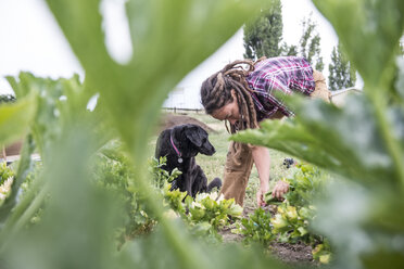 A woman harvests celery at an organic farm with her farm dog helper. - AURF04676