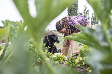 Eine Frau erntet mit ihrem Hofhund Sellerie auf einem Biohof. - AURF04676