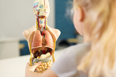 Neugieriges Schulmädchen betrachtet anatomisches Modell - CAIF22054