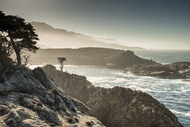 Morning Sun highlights cypress trees at Point Lobos - AURF04748