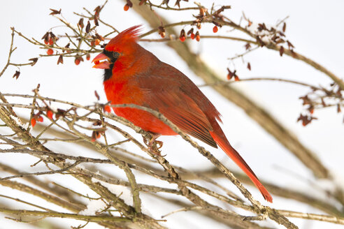 Nördlicher Kardinal (Cardinalis cardinalis), auf einem Zweig sitzend - AURF04756