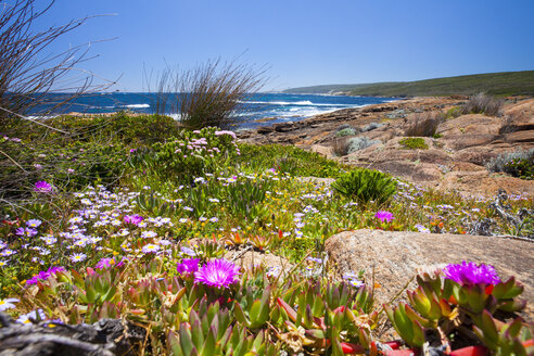 Wildblumen an der Küste von Cape Naturaliste, Westaustralien - AURF04773