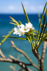 Nahaufnahme einer weißen Blume, Bourg de Saintes, Isles des Saintes, Guadeloupe - AURF04780