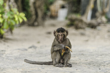 Affe isst Banane auf der Affeninsel in der Ha Long Bay, Vietnam - AURF04787