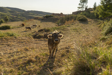 Spanien, Barcelona, Montserrat, neugierige Kuh auf einer Wiese - AFVF01549