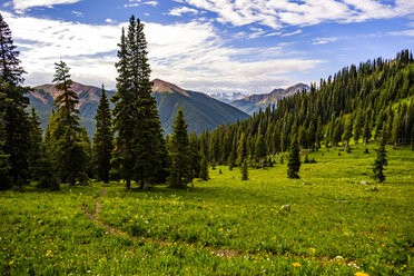 Landschaft aus Wiese und Wald, Columbine Lake Trail, Colorado, USA - AURF04828