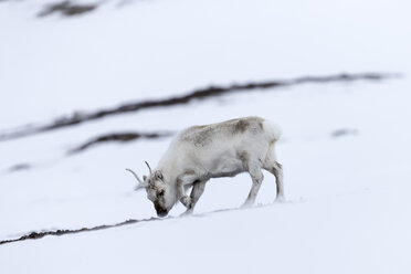 Svalbard reindeer (Rangifer tarandus platyrhynchus) grazing, Kongsfjorden, Spitsbergen, Svalbard and Jan Mayen, Norway - AURF04829