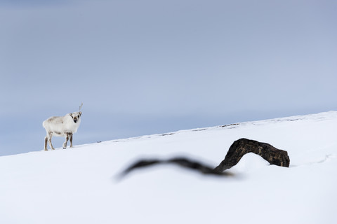 Spitzbergen-Rentier (Rangifer tarandus platyrhynchus) im Schnee, Kongsfjorden, Spitzbergen, Svalbard und Jan Mayen, Norwegen, lizenzfreies Stockfoto