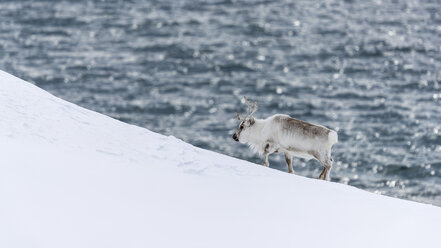 Spitzbergen-Rentier (Rangifer tarandus platyrhynchus), Kongsfjorden, Spitzbergen, Svalbard und Jan Mayen, Norwegen - AURF04831