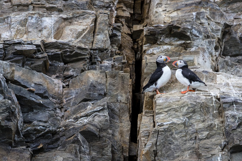 Zwei Papageientaucher (Fratercula arctica) sitzen auf einer Klippe, Spitzbergen, Svalbard und Jan Mayen, Norwegen, lizenzfreies Stockfoto