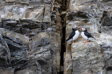 Two Atlantic puffins (Fratercula arctica) perching on side of cliff, Spitsbergen, Svalbard and Jan Mayen, Norway - AURF04833