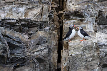 Zwei Papageientaucher (Fratercula arctica) sitzen auf einer Klippe, Spitzbergen, Svalbard und Jan Mayen, Norwegen - AURF04833