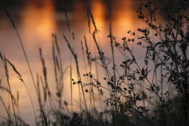 Germany, grasses at the lakeside, afterglow - JTF01064