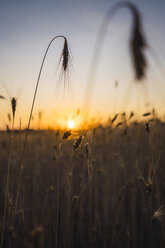Ears on a field at sunset - KKAF01807
