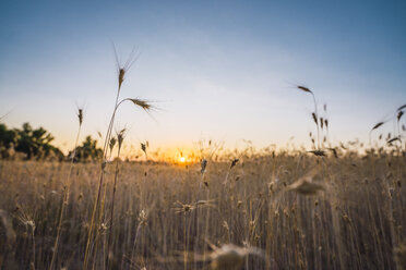 Ohren auf einem Feld bei Sonnenuntergang - KKAF01811