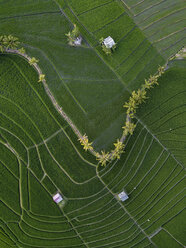 Indonesia, Bali, Aerial view of rice fields - KNTF01522