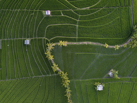 Indonesia, Bali, Aerial view of rice fields stock photo