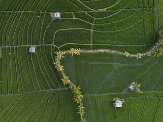 Indonesia, Bali, Aerial view of rice fields - KNTF01523