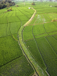 Indonesien, Bali, Luftaufnahme von Reisfeldern - KNTF01524