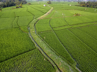 Indonesien, Bali, Luftaufnahme von Reisfeldern - KNTF01525