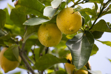 Germany, Rhineland-Palatinate, Bad Duerkheim, lemon tree - WIF03611