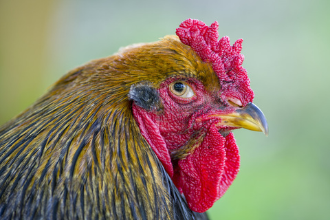 Porträt eines Hahns, lizenzfreies Stockfoto