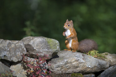 Rotes Eichhörnchen auf den Hinterbeinen stehend - MJOF01558