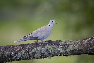 Eurasian collared dove on tree trunk - MJOF01561