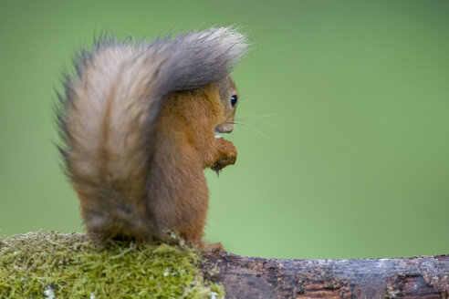 Rückenansicht eines roten Eichhörnchens - MJOF01562