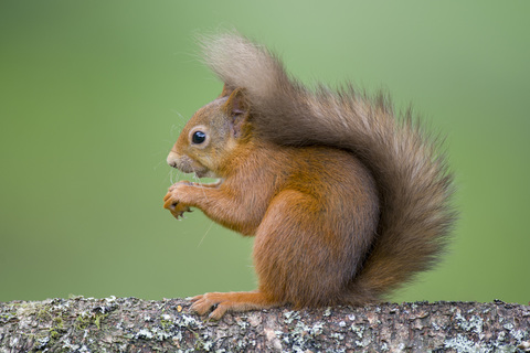 Porträt eines roten Eichhörnchens auf einem Baumstamm, lizenzfreies Stockfoto