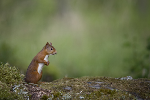 Rotes Eichhörnchen auf den Hinterbeinen stehend, lizenzfreies Stockfoto