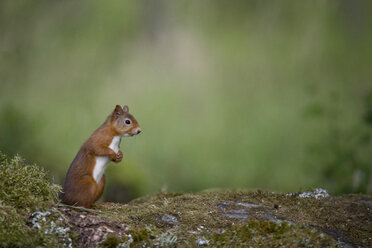 Rotes Eichhörnchen auf den Hinterbeinen stehend - MJOF01565