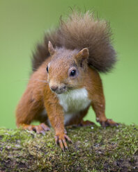 Portrait of red squirrel - MJOF01566