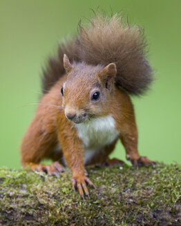 Porträt eines roten Eichhörnchens - MJOF01566