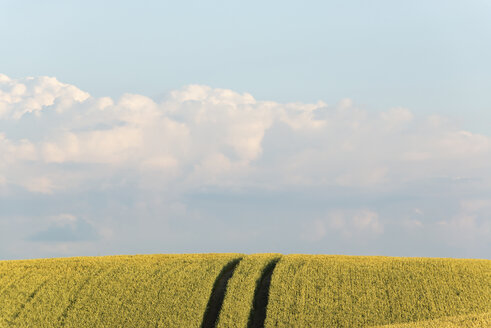 Germany, Bavaria, Irschenhausen, Grain field and tractor tracks - LHF00577