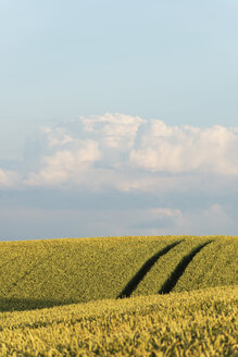 Germany, Bavaria, Irschenhausen, Grain field and tractor tracks - LHF00579