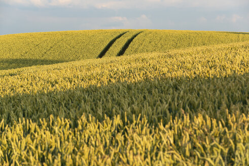 Germany, Bavaria, Irschenhausen, Grain field and tractor tracks - LHF00580