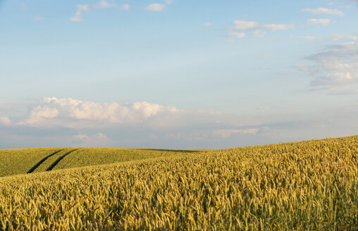 Germany, Bavaria, Irschenhausen, Grain field and tractor tracks - LHF00582